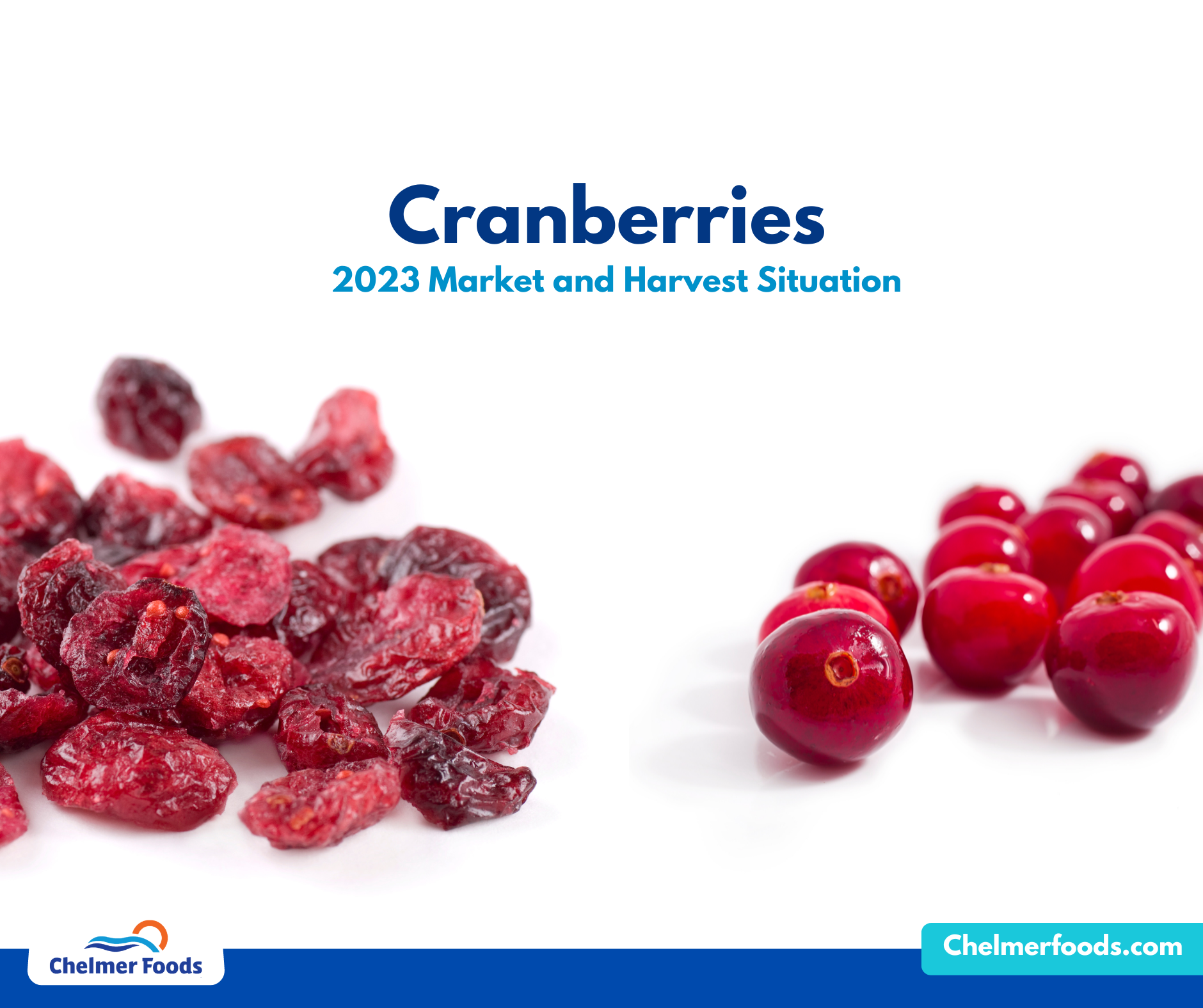 Cranberries Market And Harvest Situation 2023 Chelmer Foods   06.07 Cranberries 